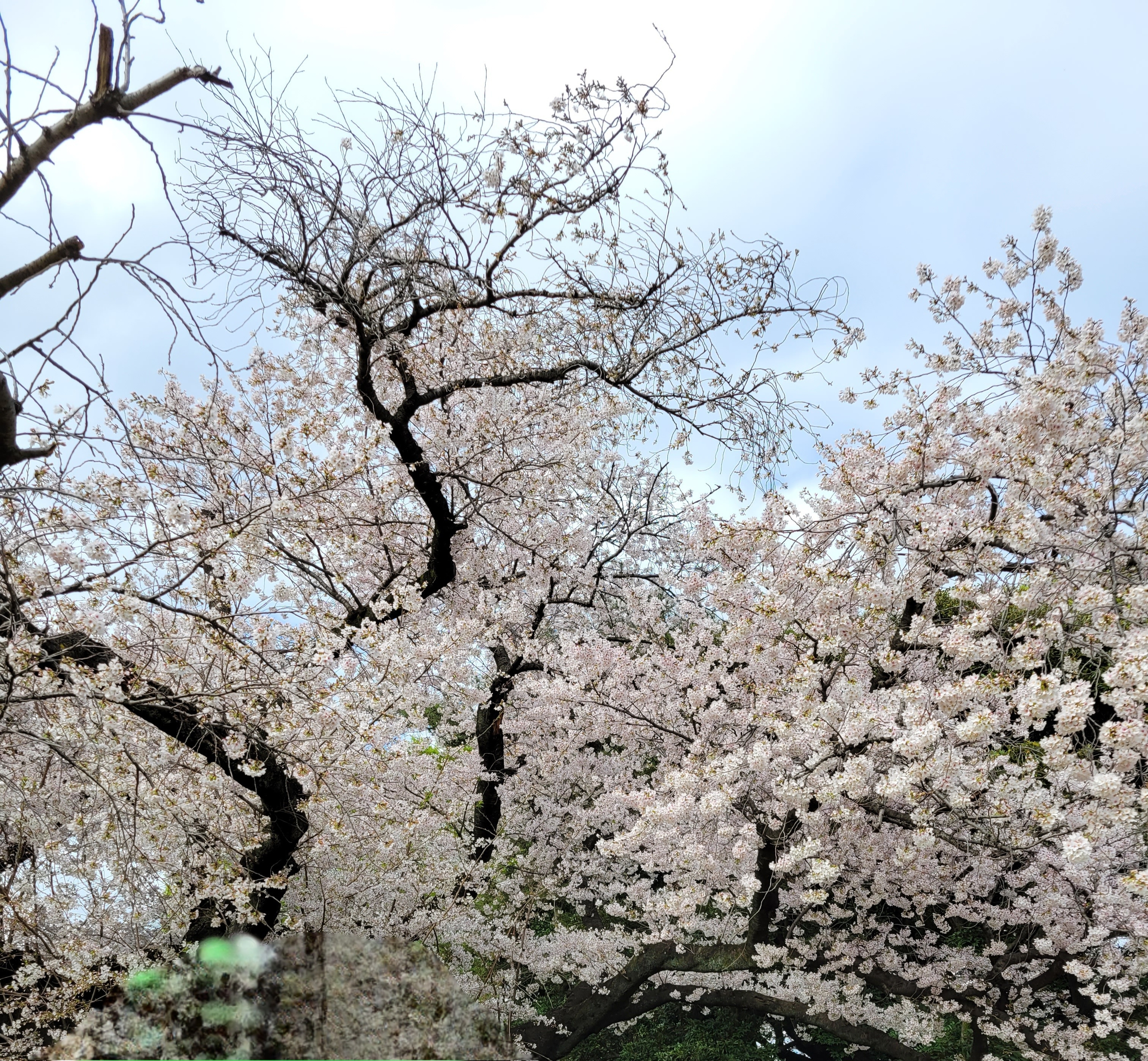 【注】去年の桜
