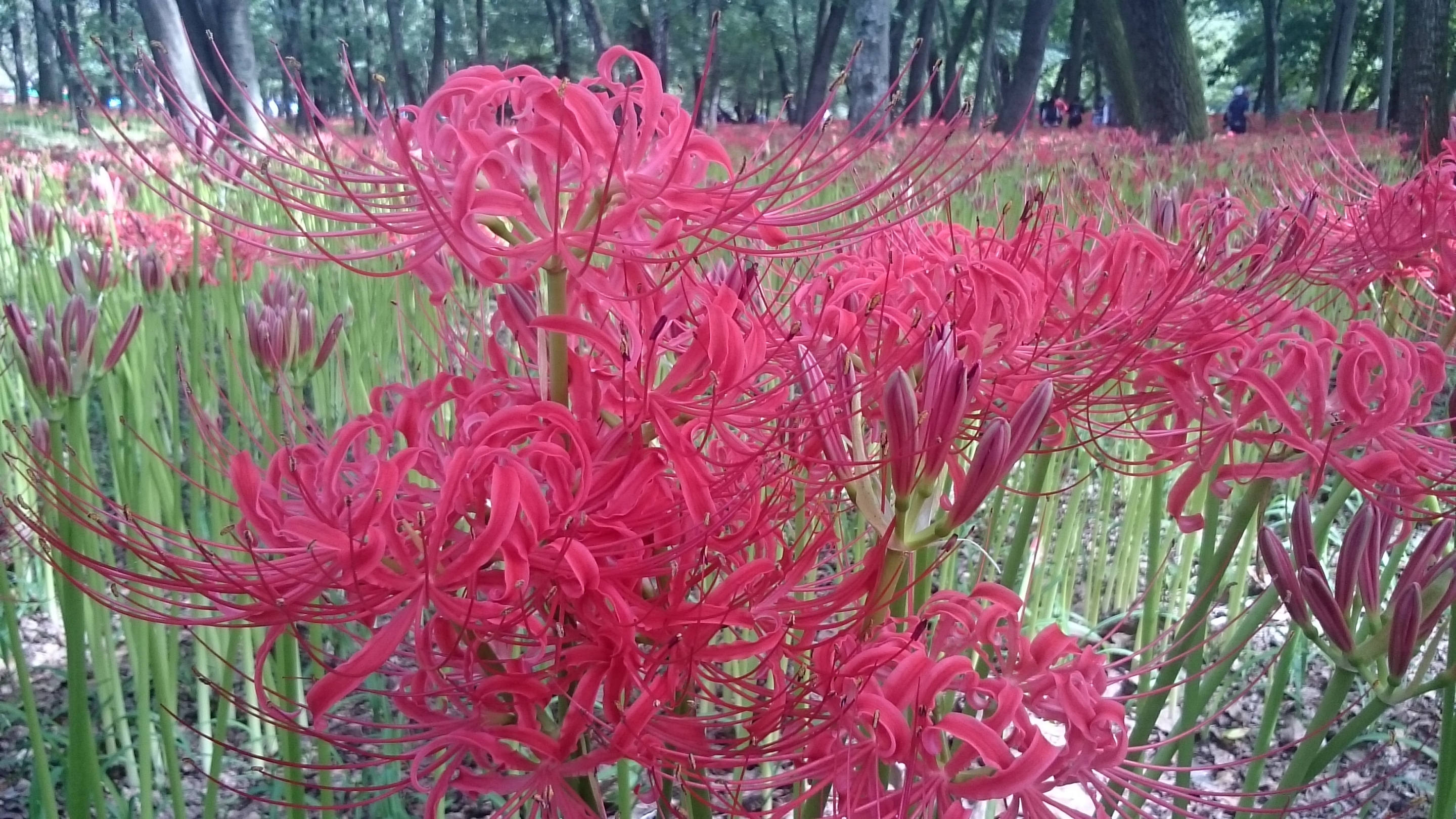 曼珠沙華祭り（日高市）