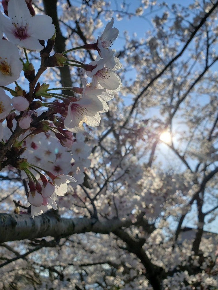 佐久間ダムは静岡にもある