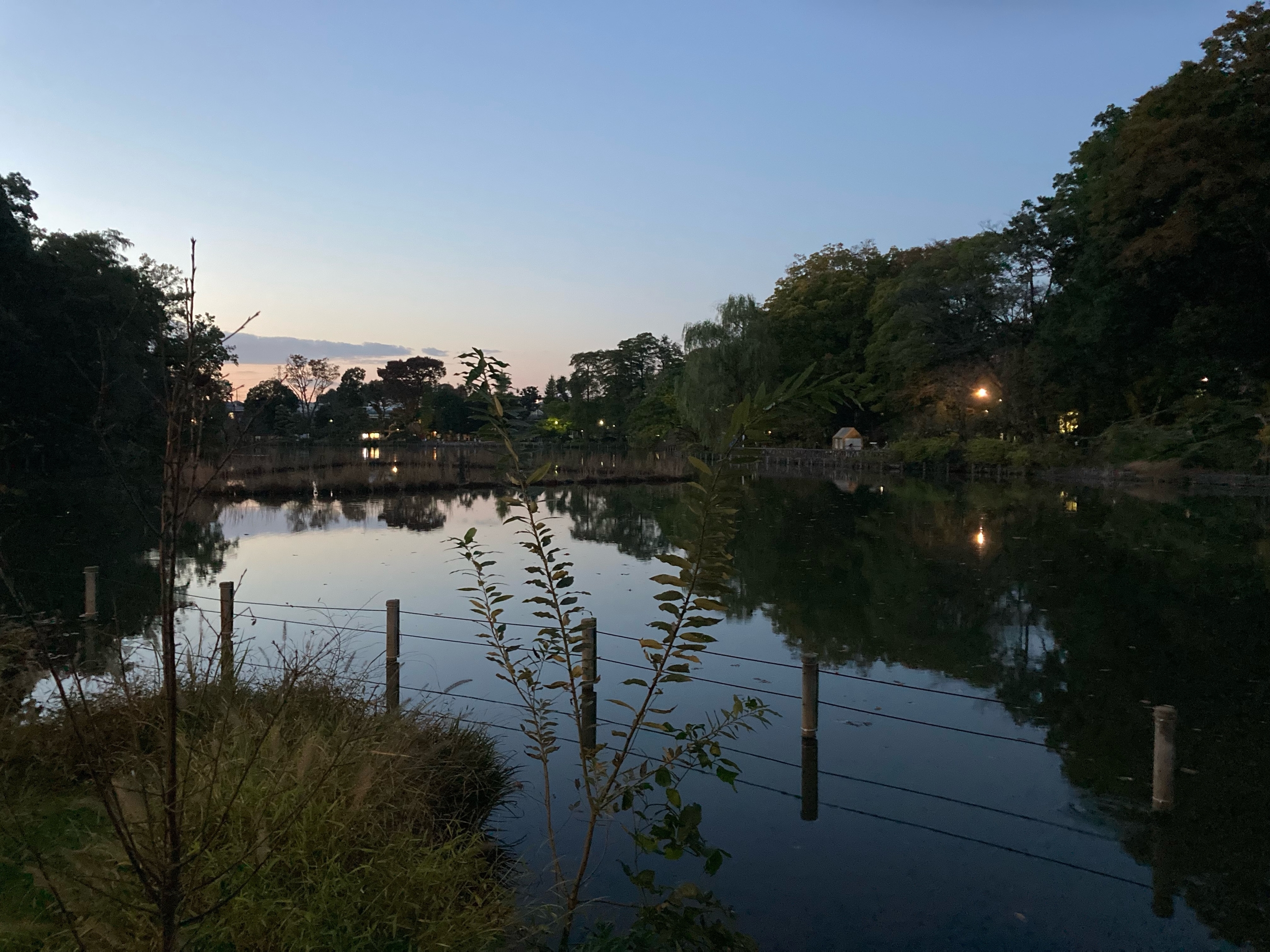 善福寺公園